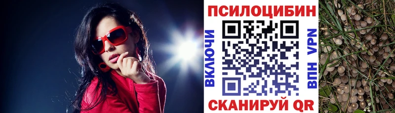 Купить  Бакал  Галлюциногенные грибы GOLDEN TEACHER 